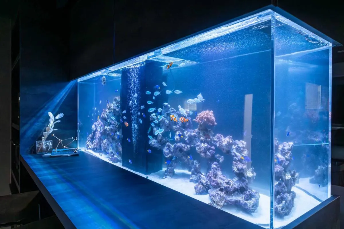 Image 2 of JAPAVISTA Aqua